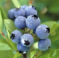 images_blue_berry.jpg